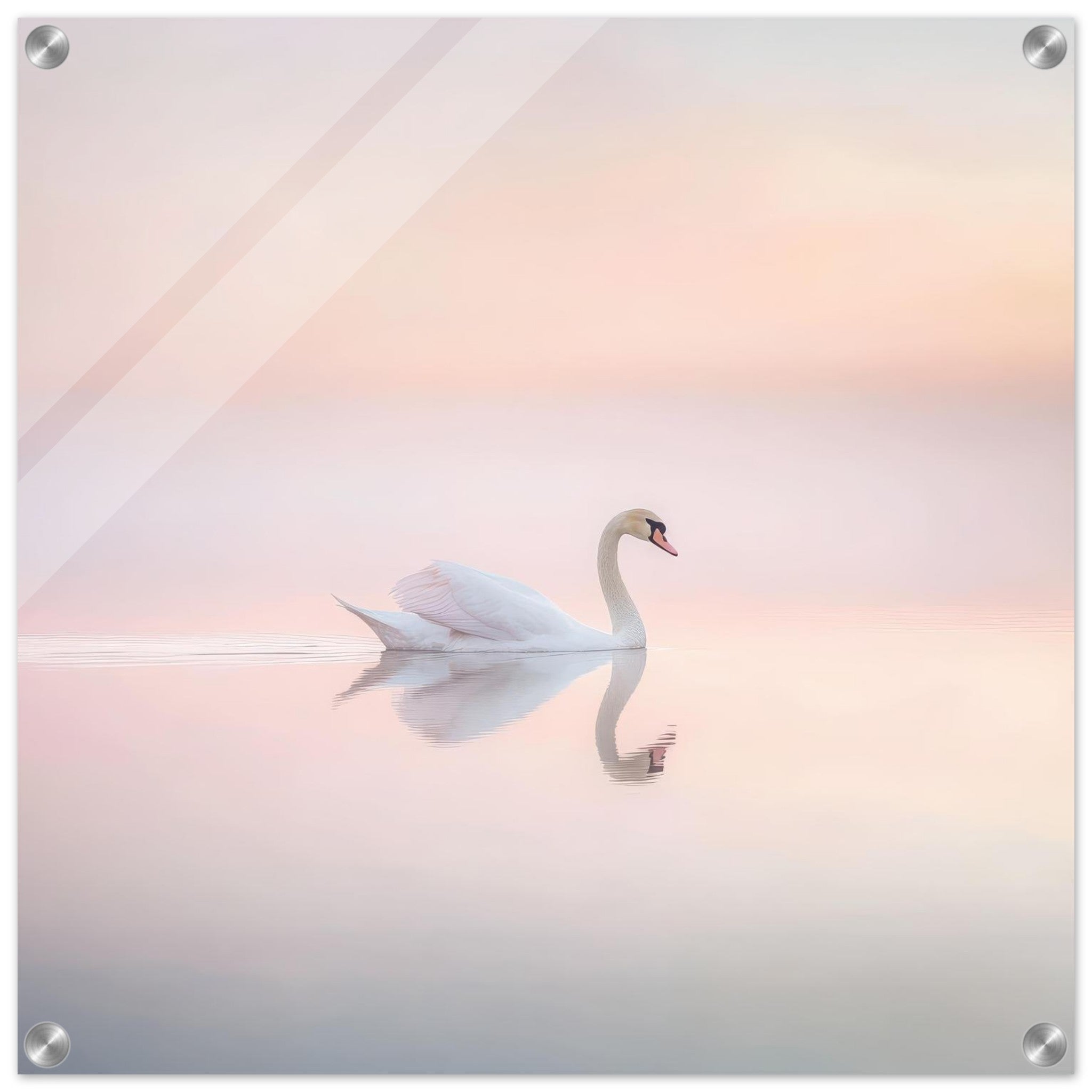 Acrylic Print Square - Graceful Swan on a Serene Lake 3 - Shop Ai Art WebShop - Digital Art online Store