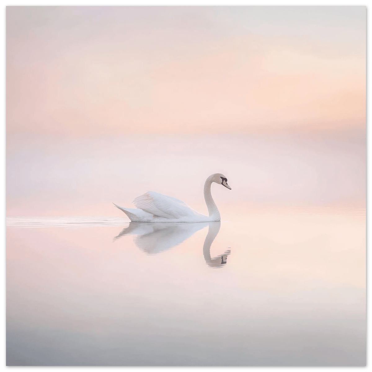 Graceful Swan on a Serene Lake 3 - Shop Ai Art WebShop - Digital Art online Store