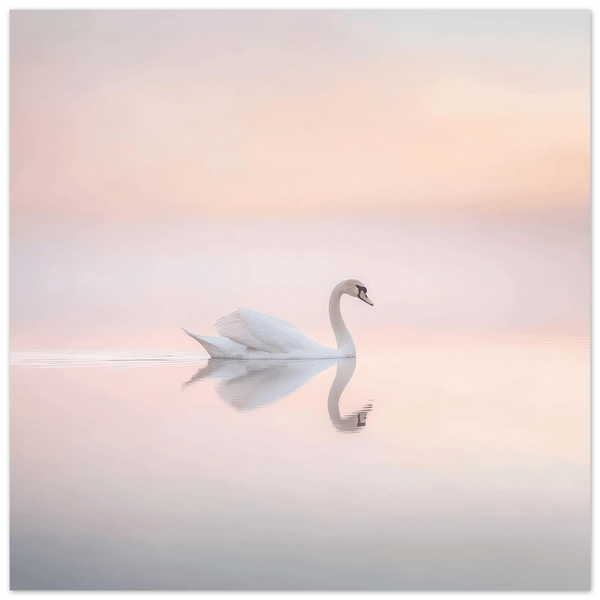 Graceful Swan on a Serene Lake 3 - Shop Ai Art WebShop - Digital Art online Store