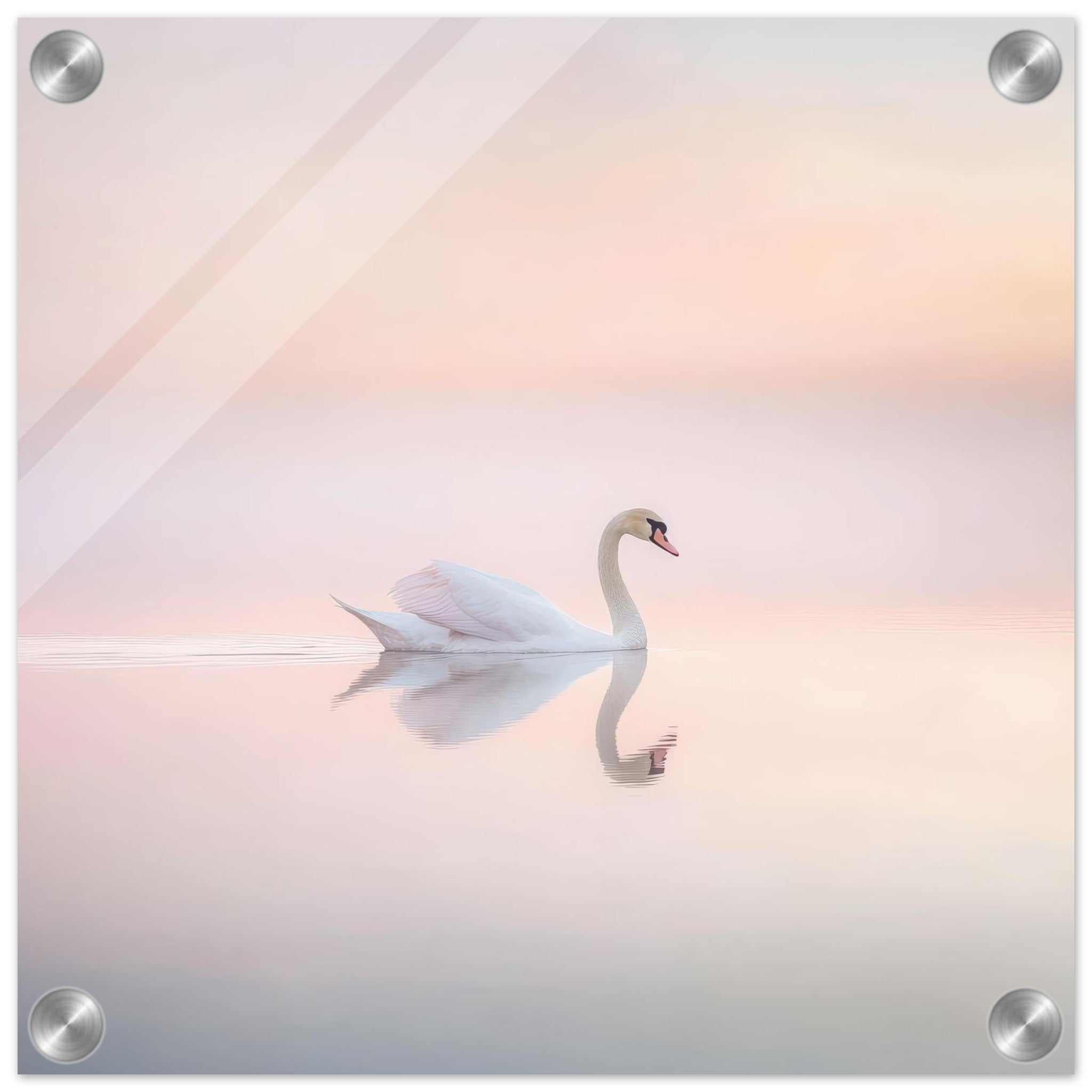 Acrylic Print Square - Graceful Swan on a Serene Lake 3 - Shop Ai Art WebShop - Digital Art online Store