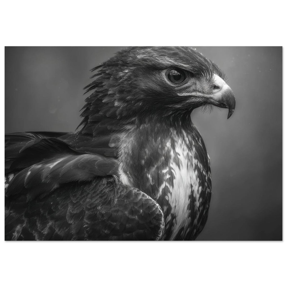 Hawk 0 - Shop Ai Art WebShop - Digital Art online Store